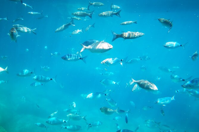 1-Hour Guided Semi-Submarine Tour to Isola Bella - Semi-submarine tour basics: why this works near Taormina