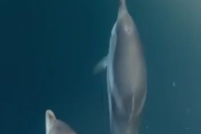 2.5 Hours Sunset Boat Tour in Search of Dolphins - Setting Sail from Giardini Naxos with the Right Expectations