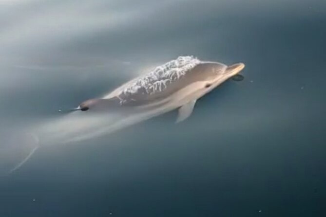 2.5 Hours Sunset Boat Tour in Search of Dolphins - Etna at Sunset: The Return Trip You’ll Remember