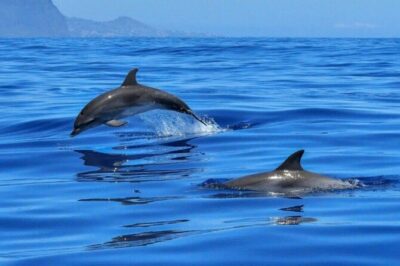 2.5 Hours Sunset Boat Tour in Search of Dolphins - Dolphin Search Time with a Swim Stop That Actually Feels Like a Break