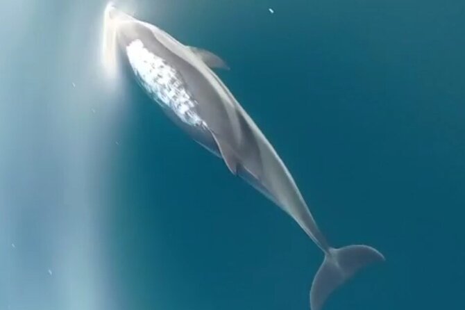 2.5 Hours Sunset Boat Tour in Search of Dolphins - Price and Value: What You’re Paying For (and What You’re Not)
