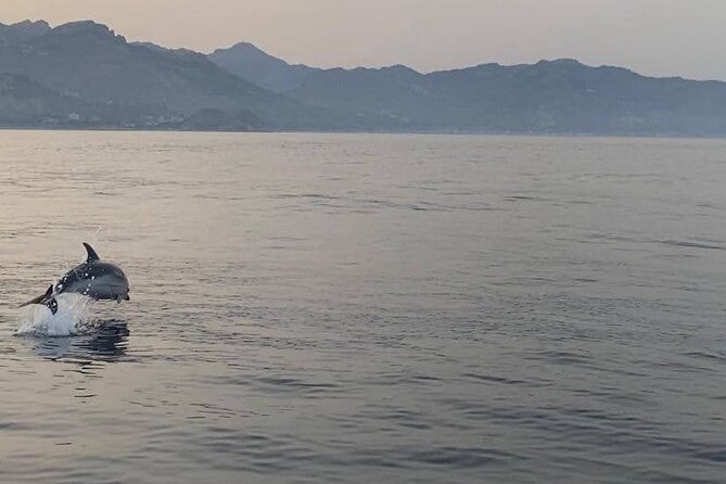 2.5 Hours Sunset Boat Tour in Search of Dolphins - A Quick Reality Check Before You Hit the Water