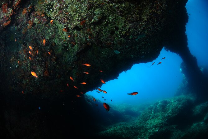 2 Dives from Diving Center (with full equipment) - Included Full Gear: Less Hassle, More Focus