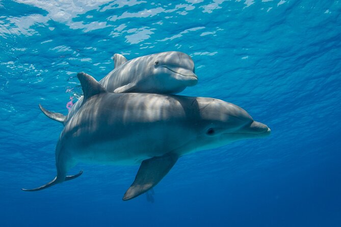 2-Hour Dolphin Sunset Tour from Giardini Naxos - Where the tour starts (and how to find it fast)
