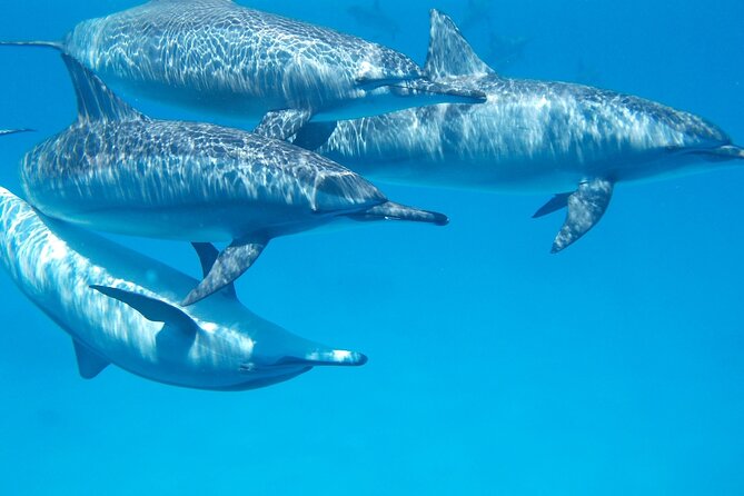 2-Hour Dolphin Sunset Tour from Giardini Naxos - What’s included on board (and how it affects value)