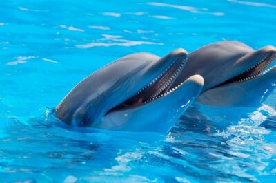 2-Hour Dolphin Sunset Tour from Giardini Naxos - Dolphin spotting: how to maximize your odds without getting cranky