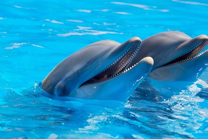2-Hour Dolphin Sunset Tour from Giardini Naxos - Dolphin spotting: how to maximize your odds without getting cranky