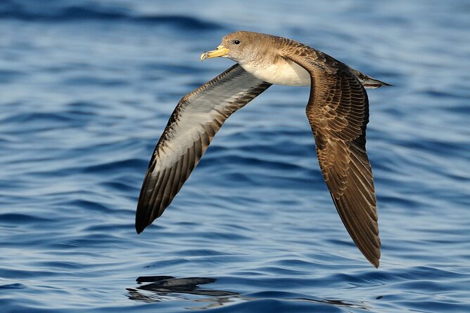 3-Hour Dolphin watching at sunset with aperitif - Sunset aperitif: good value, but read this expectation right