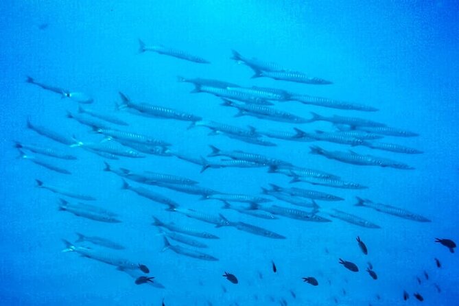 3-Hour Try Scuba Private Guided Sea Baptism from Palermo - The 3-Hour Plan: From Classroom Basics to 30–40 Minutes in Water