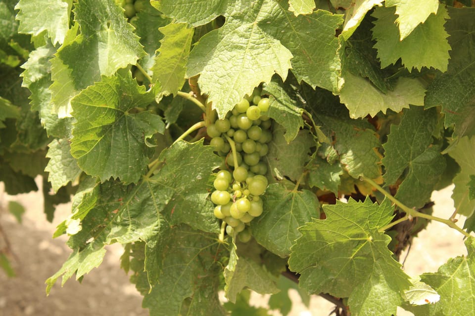 Agrigento: Wine tasting and walk in the vineyards. - The food pairing: olives, caponata, cheeses, cured meats, and cunzato bread