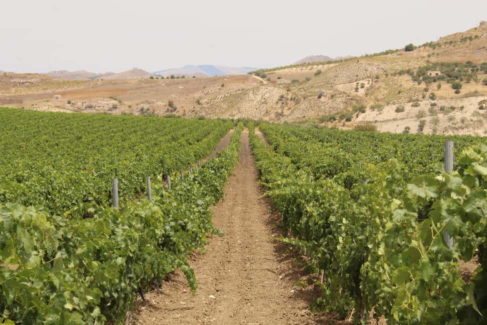 Agrigento: Wine tasting and walk in the vineyards. - What the vineyard setting adds (and why the timing feels right)