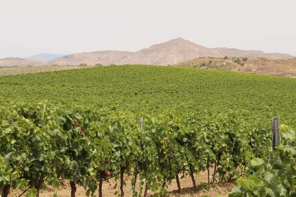 Agrigento: Wine tasting and walk in the vineyards. - The people behind the glass: a family-run feel with English support