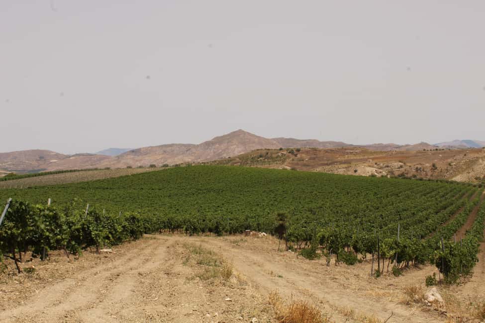 Agrigento: Wine tasting and walk in the vineyards. - Who should book this Agrigento vineyard tasting