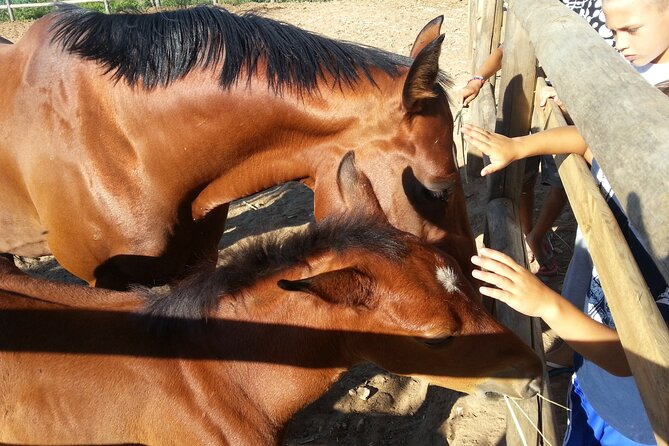 Alcamo Farm Animals and Aromatic Garden - Where Farm Augustali Is and How the Evening Works