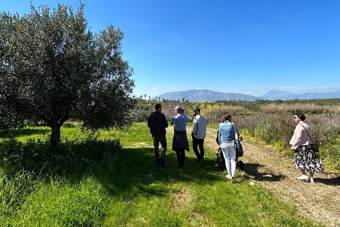 Balestrate Olive Grove Tour: Wine and Olive Oil Tasting - Olive Grove Walk in Balestrate: what you actually learn