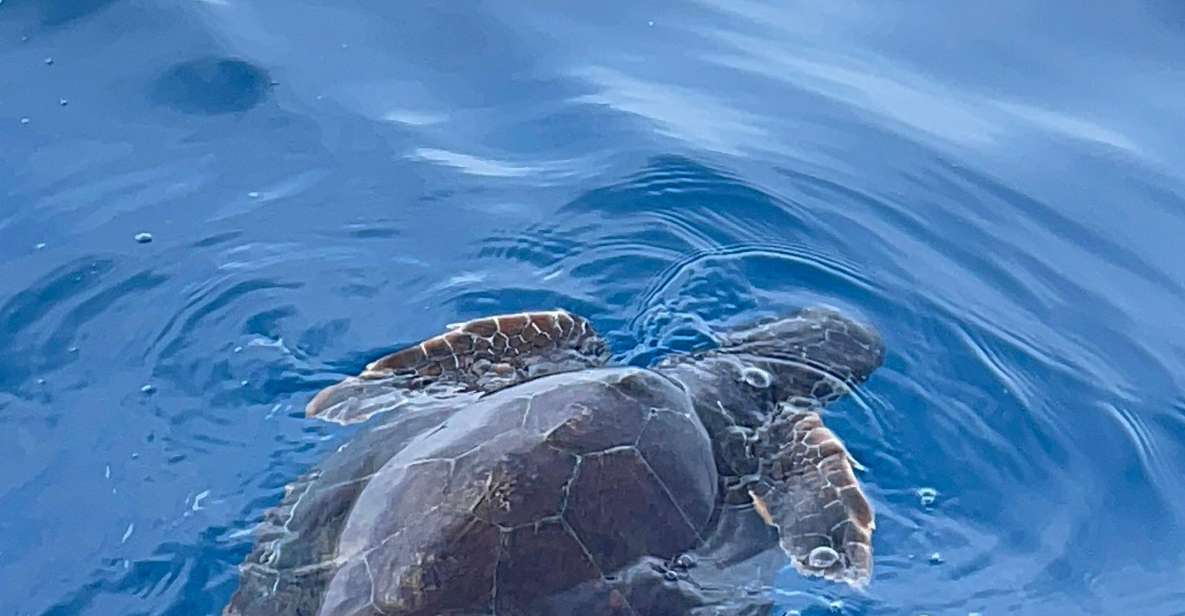 boat tour exploring and searching for dolphins in Acitrezza - Sailing Past Lachea Island: Nature Reserve Views and Subvolcanic Clues