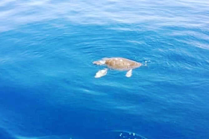 Boat trips with Zorro - Afternoon around the north coast: caves and coves you can actually reach