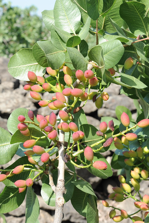 Bronte: Tour e degustazione nelle piantagioni di pistacchi - The 40-Minute Walk Through the Pistachio Fields
