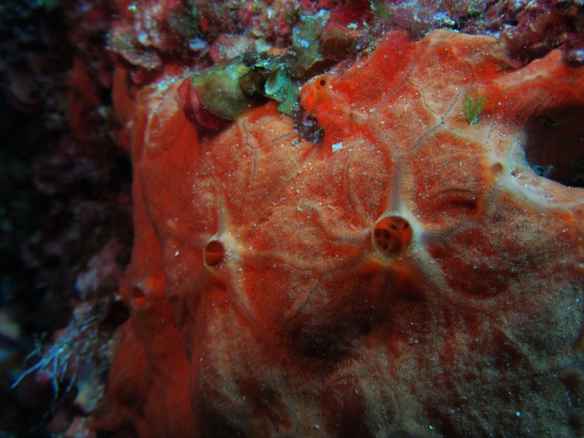 Catania: Gulf Scuba Diving Tour with Marine Biologist - How Andrea and the Team Keep First-Timers Calm