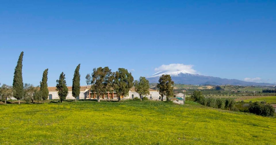Catania: Pozzo di Gaspare Farm Guided Tour with Tastings - EVO oil on Etna: what you’ll learn and taste