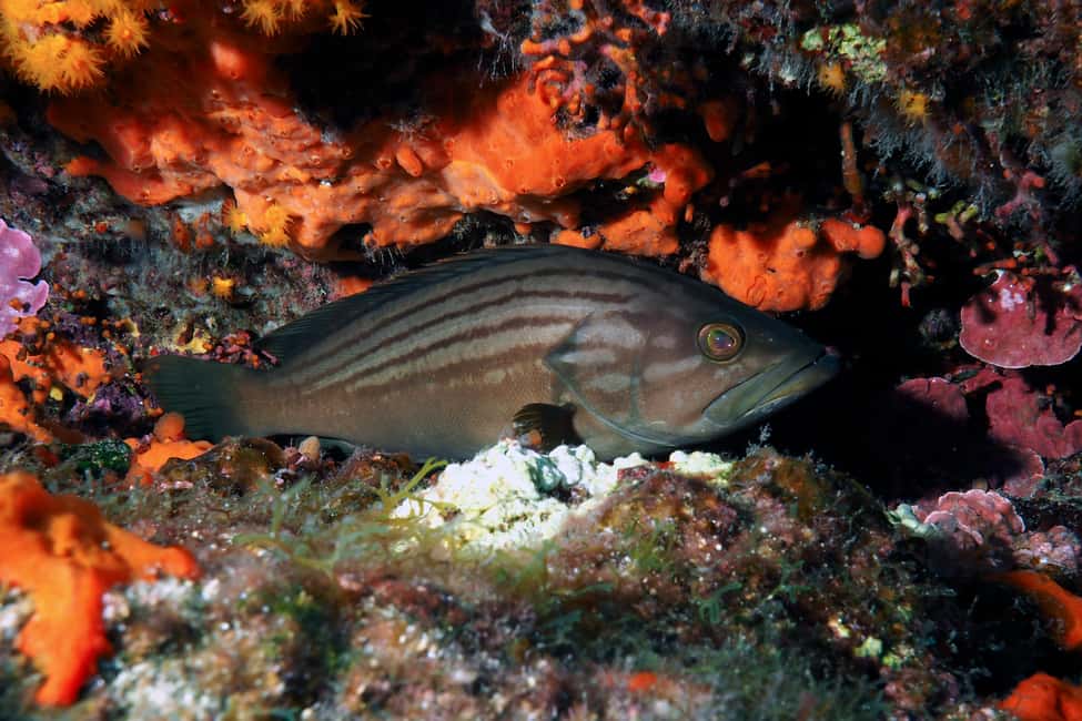 Catania: Scuba Diving Experience - Key things to know before you go