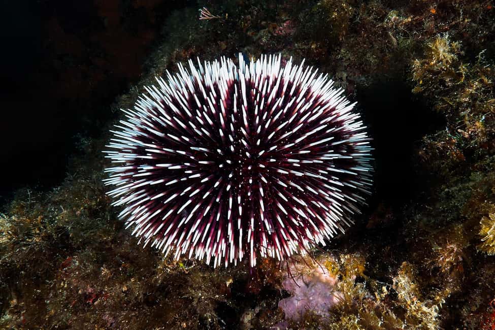 Catania: Scuba Diving Experience - The safety vibe: shallow depth, real coaching, calm pace