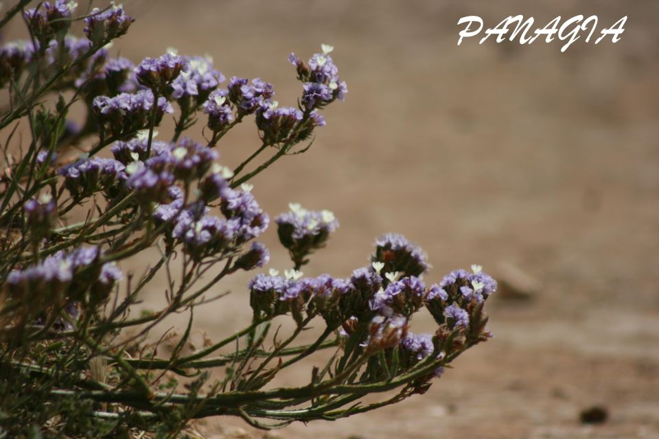 Catania: Vendicari, Marzamemi and Noto Day Trip - Marzamemi: fishing-village charm with Tonnara history