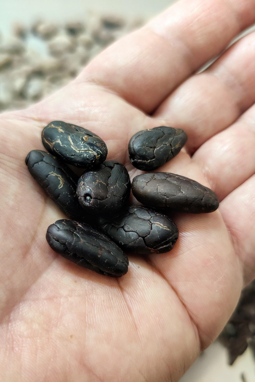 Chocolatier for a day: raw bean to bar chocolate in Modica - Pick your cacao and taste how flavor changes