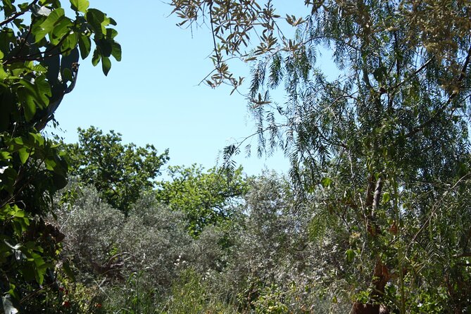 Cooking class in the countryside with Simona - Lunch in Real Countryside: Terrace, Garden, or Wood Stove