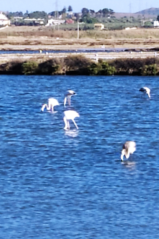 Discover Trapani's Saltpans with an E-Bike Tour - Price and Value: Is $67.97 Worth It?