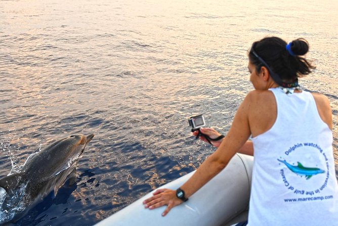 Dolphin Watching & Conservation - Dolphins in the Gulf of Catania - Key things to know before you go