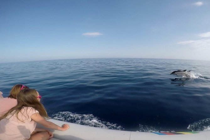 Dolphin Watching & Conservation - Dolphins in the Gulf of Catania - Onboard with the marine biologist: ID cards, photos, and data collection