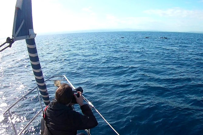Dolphin Watching & Conservation - Dolphins in the Gulf of Catania - The route: what each stop adds (and what to expect)