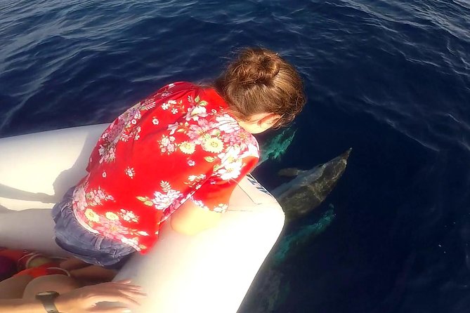 Dolphin Watching & Conservation - Dolphins in the Gulf of Catania - Price and value: what $84.48 buys you in real terms