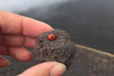 Etna and Wines Tour - Pickup and timing in Catania (and the Taormina group rule)