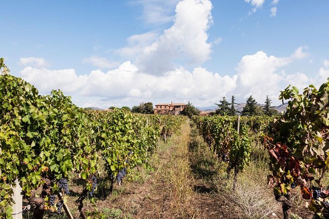 Etna DOC & Organic Wine tasting and tour of the 1815 historic winery - Price and value: is $72.25 worth it?