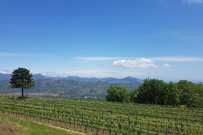 Etna Easy & Winery from Messina, Catania or Taormina/G. Naxos - Why this Etna + winery plan works so well