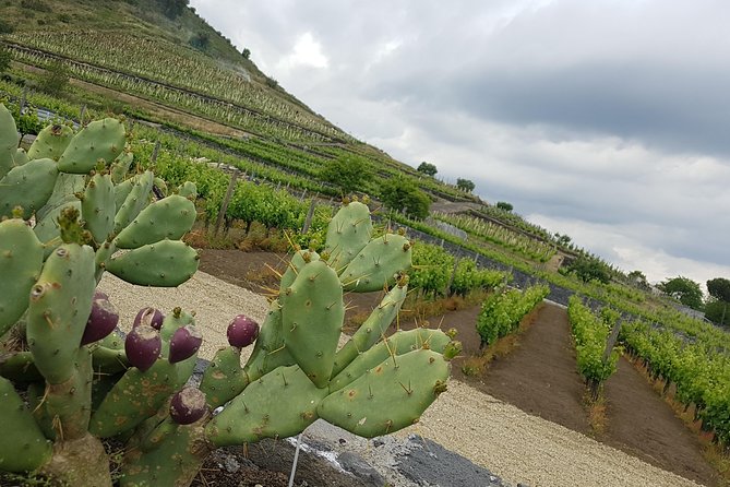 Etna Easy & Winery from Messina, Catania or Taormina/G. Naxos - Price and what you’re actually getting for $304.18 per person
