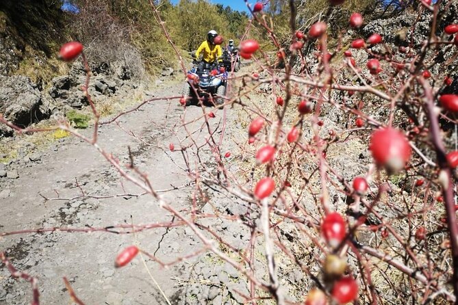 Etna Hard Tour - Price and value: what $324.06 per group really means