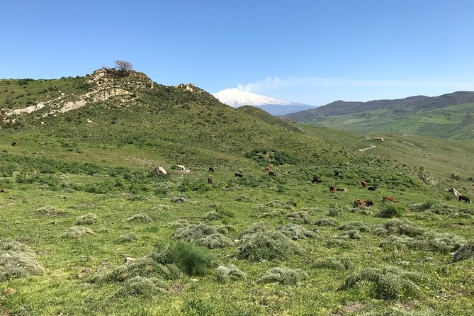 Etna Morning Jeep Tour - Tastings on Etna: honey, wines, oils, and the real point of the stops