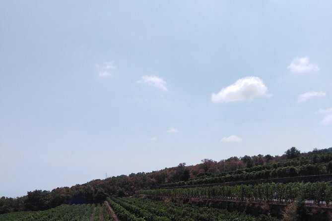 Etna private tour with wine cellar gambino lunch and wine tasting - Archdiocesan Shrine of Our Lady of Catania Sciara: the underground church of Mompilieri