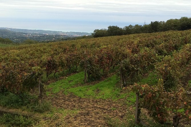 Etna Tour and Lunch in a Winery with Wine Tasting - Stop 2: Oro dEtna honey farm with local tastes beyond wine