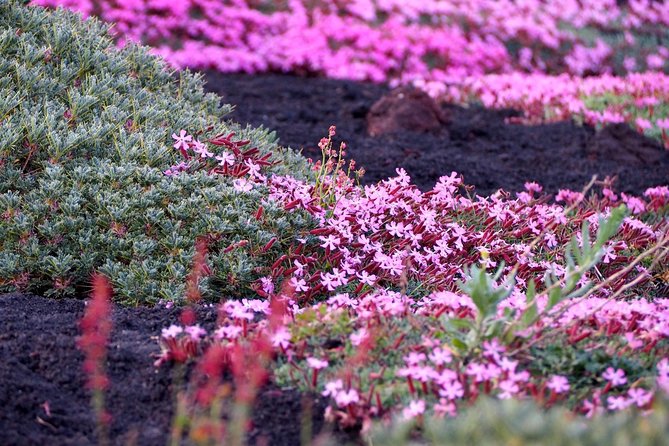 Etna Tour in 4x4 - The MontataGrande farm tasting: why the food stop feels like the right ending