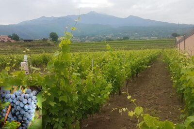 Etna trekking and wine tasting - Pickup timing and how the day starts smoothly from Catania