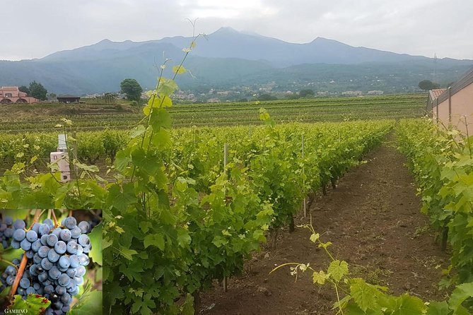 Etna trekking and wine tasting - Pickup timing and how the day starts smoothly from Catania