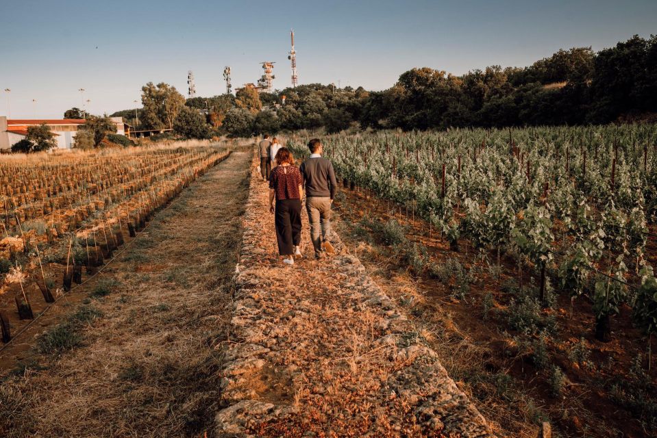 Etna Urban Winery - Tasting, sicilian platter and self tour - Key things I’d put on your radar