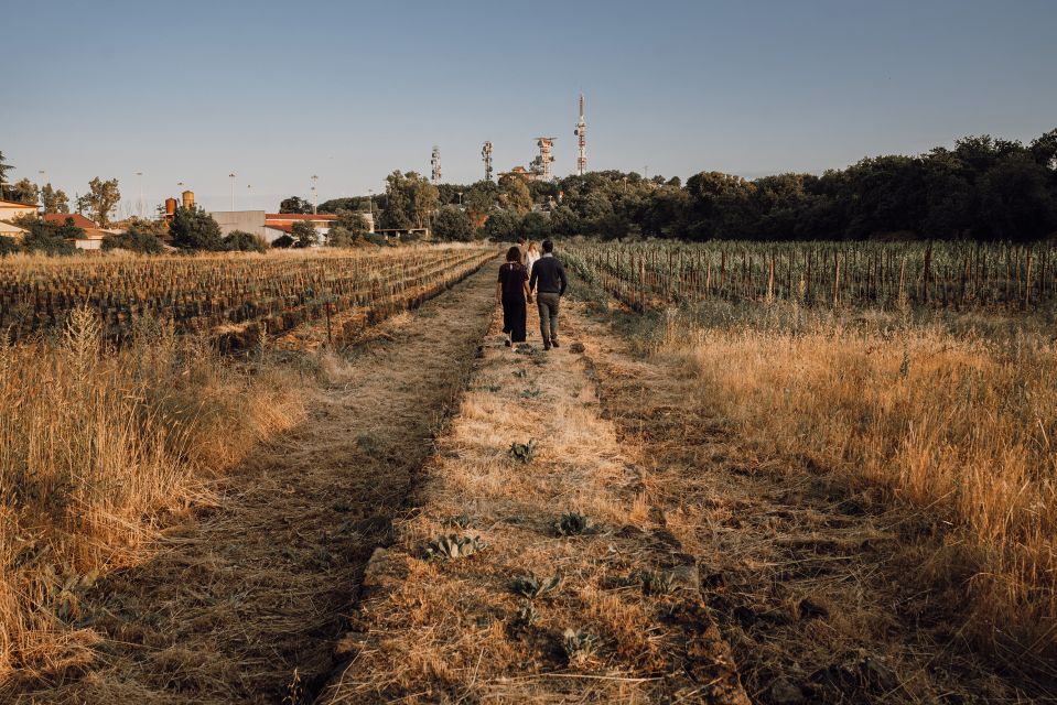 Etna: Urban Winery, Vineyards Walk & Wine Tasting at Sunset - The Vineyard Walk Between Catania and Etna