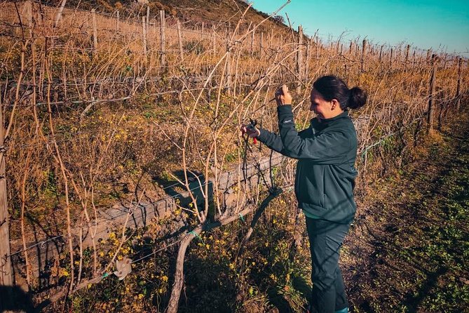 Etna Wine and Food Volcanic Day Tour - Private Experience - Weather and Footwear: How to Get the Most Out of Etna Day