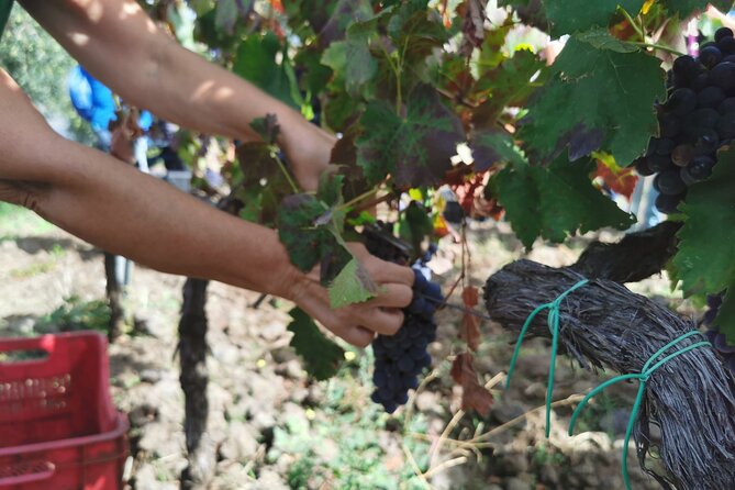 Etna Wine And Taormina From Messina - Getting There by Air-Conditioned Van from Messina Port
