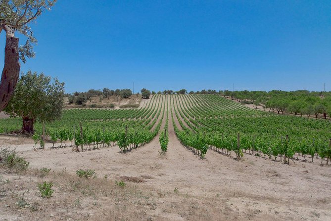 Etna Wine & Food Volcanic Week Grand Tour (Private) - The Price and Value: What $4,900 Buys You in Real Life